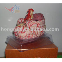 ISO Highly Detailed Brain Model with Cerebral Artery, Brain with Artery